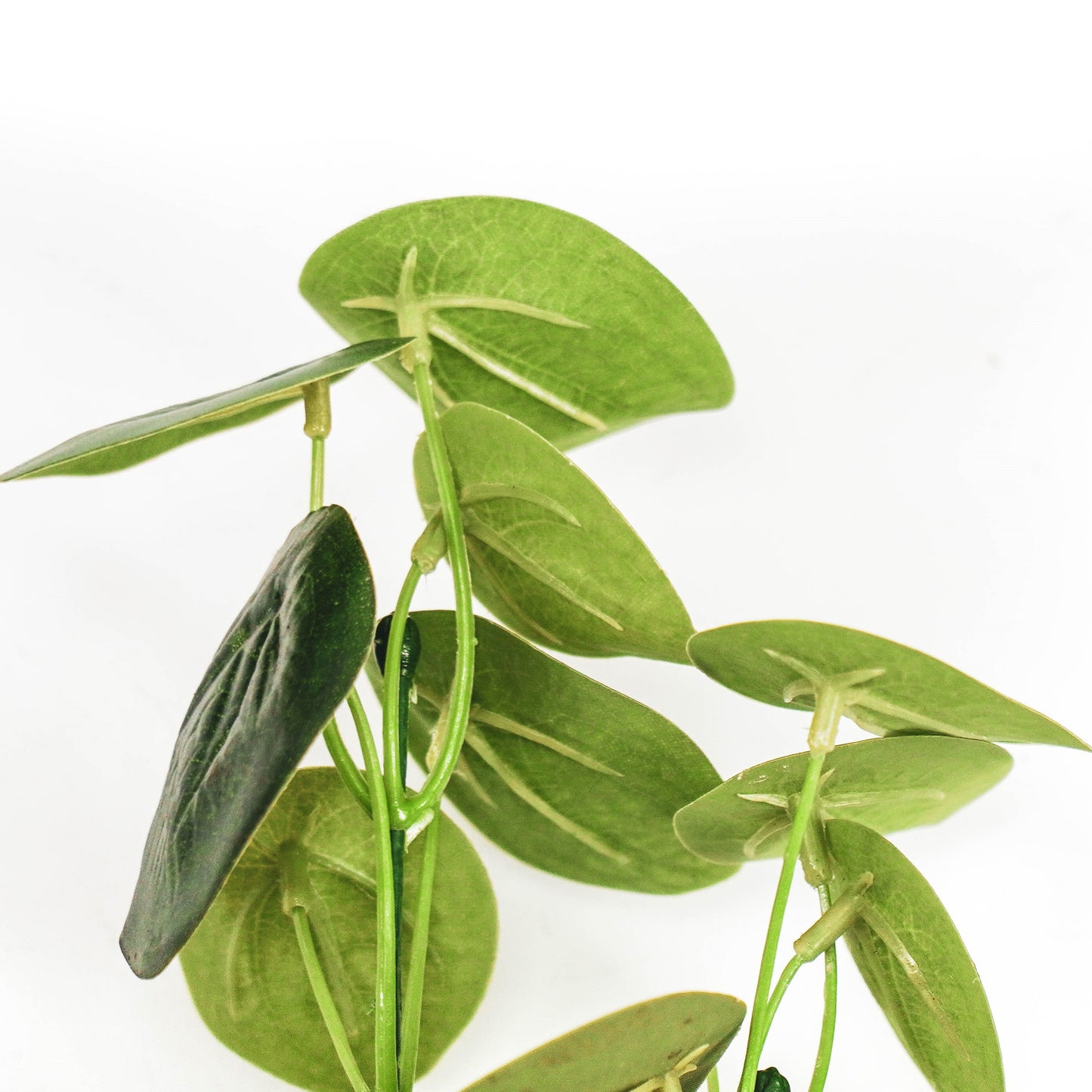 HV Plant Long Bush - Eucalyptus - 10x16x65cm