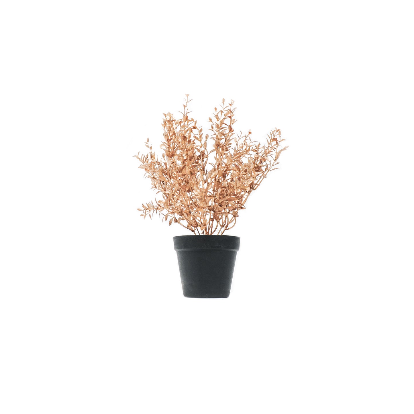 HV Golden Plant with black pot - Polysterene
