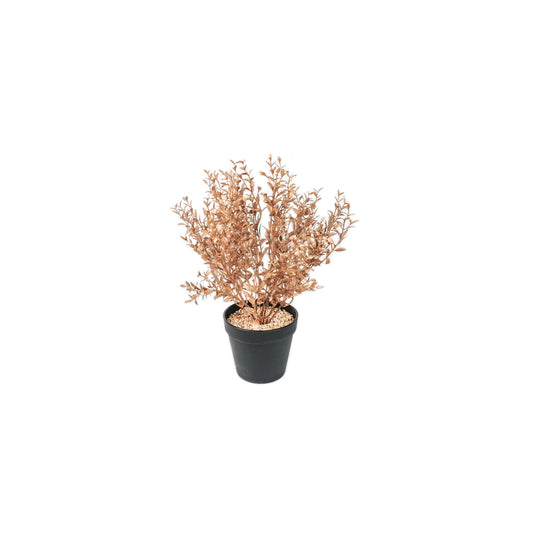 HV Golden Plant with black pot- Polysterene