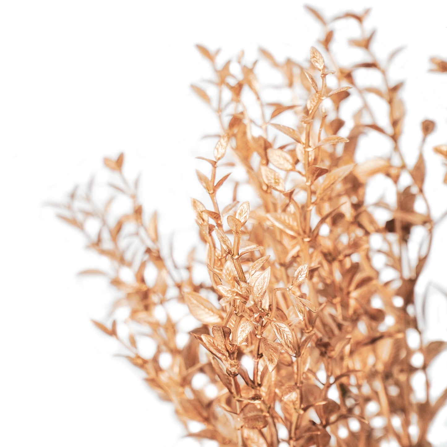 HV Golden Plant with black pot - Polysterene
