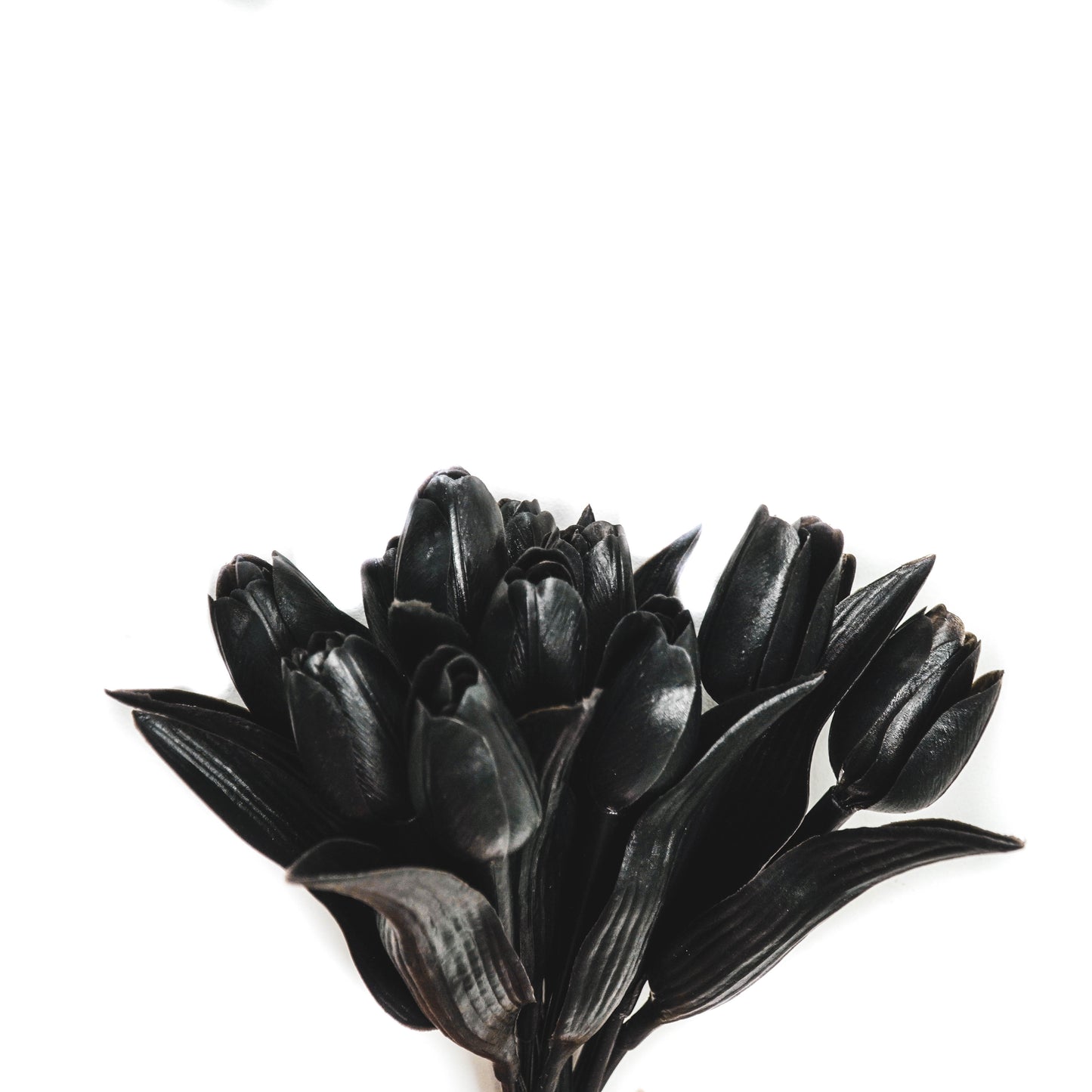 HV 12 Black Tulips - 20x40 cm - Polysterene