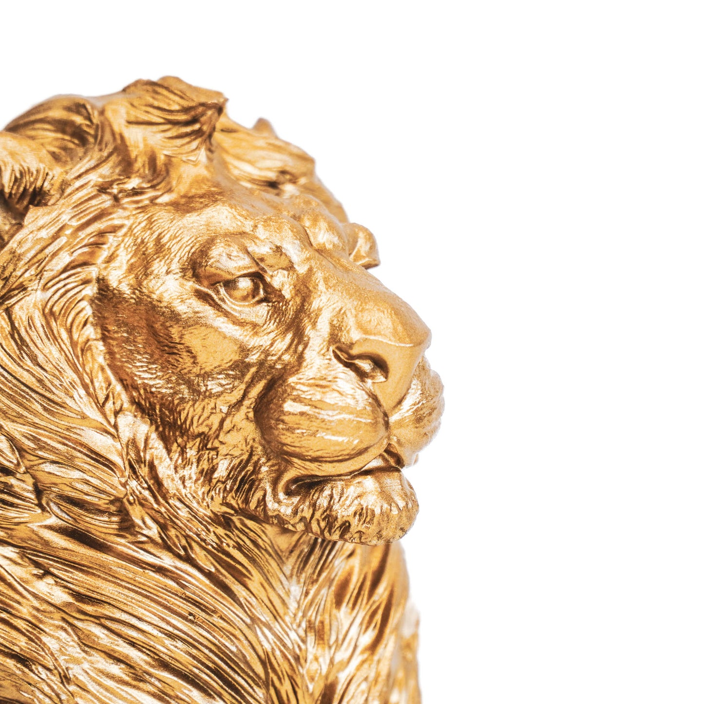 HV Golden Lion- Sitting