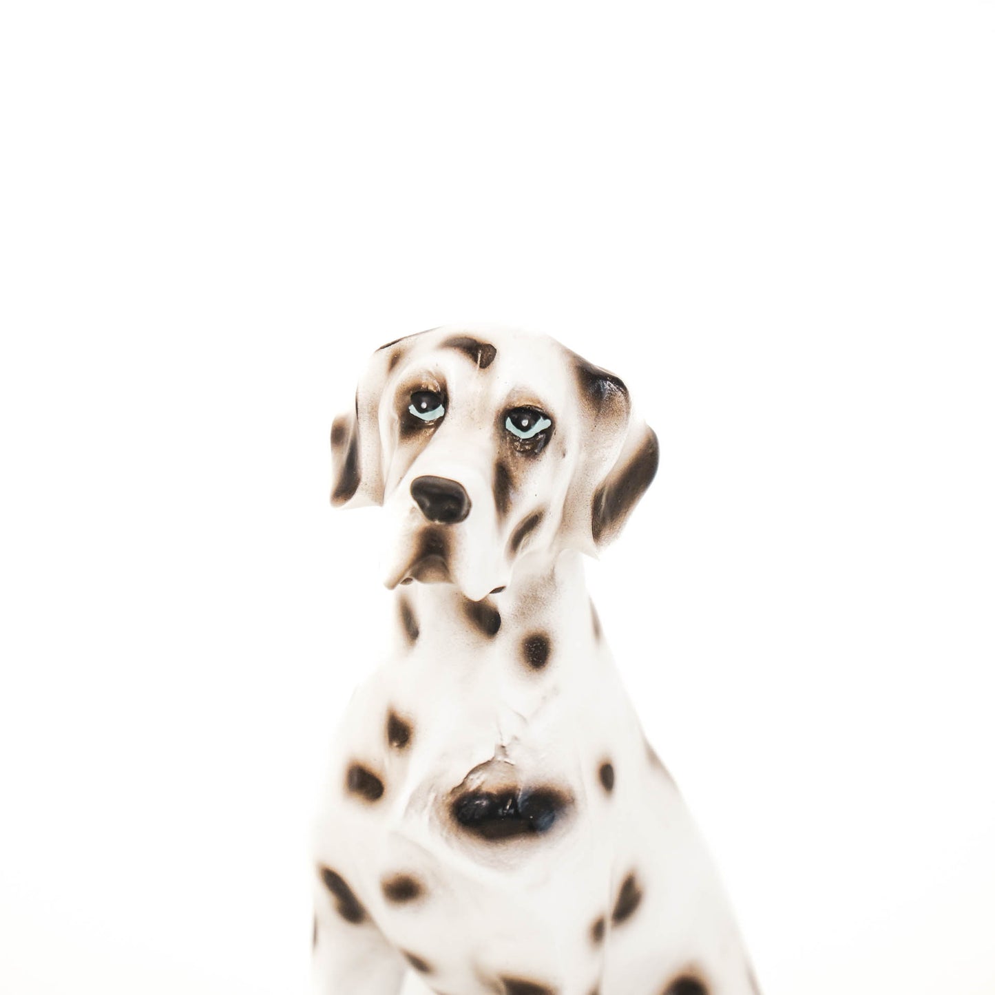 HV Dalmatian - Black/White