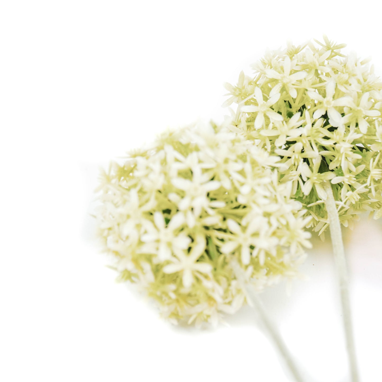 HV Allium Branch - White/Green - 20x65cm - Polysterene