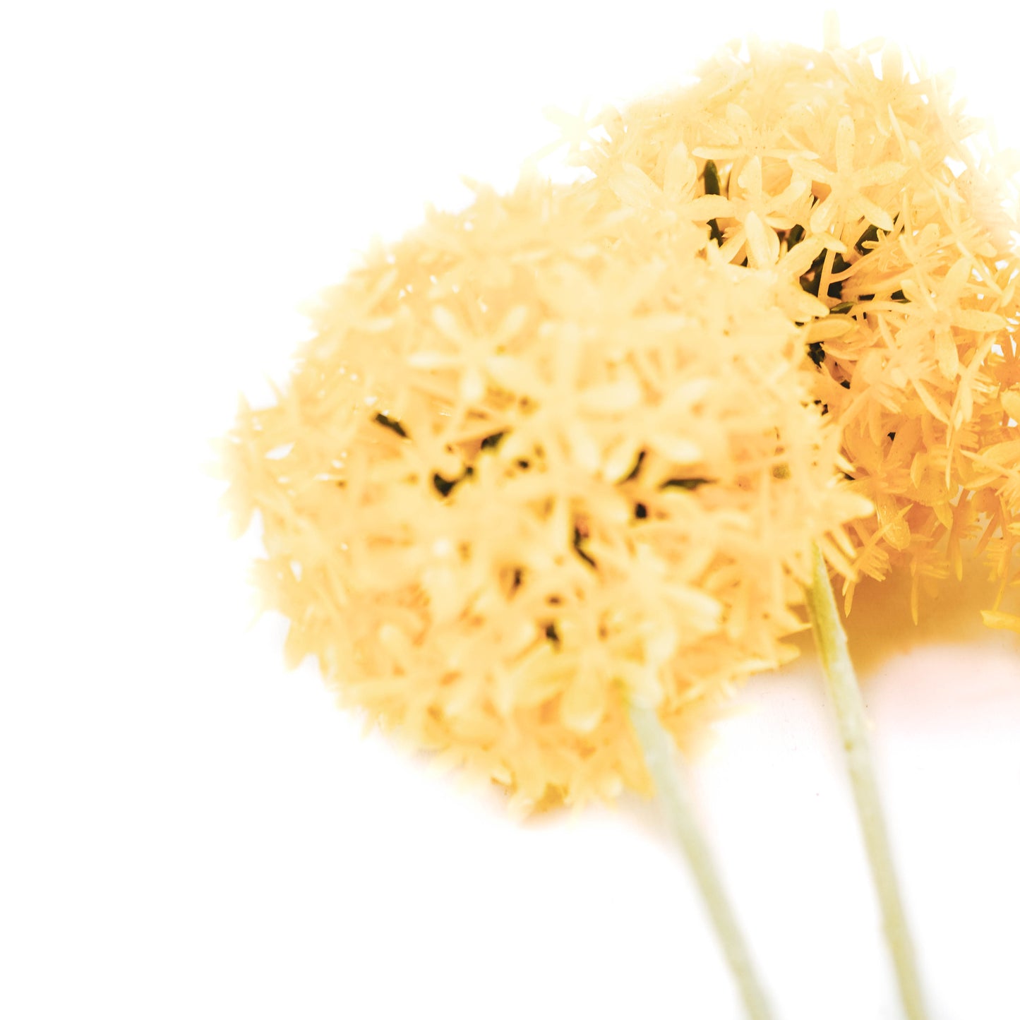 Housevitamin Allium Branch - Yellow - 20x65cm - Polysterene